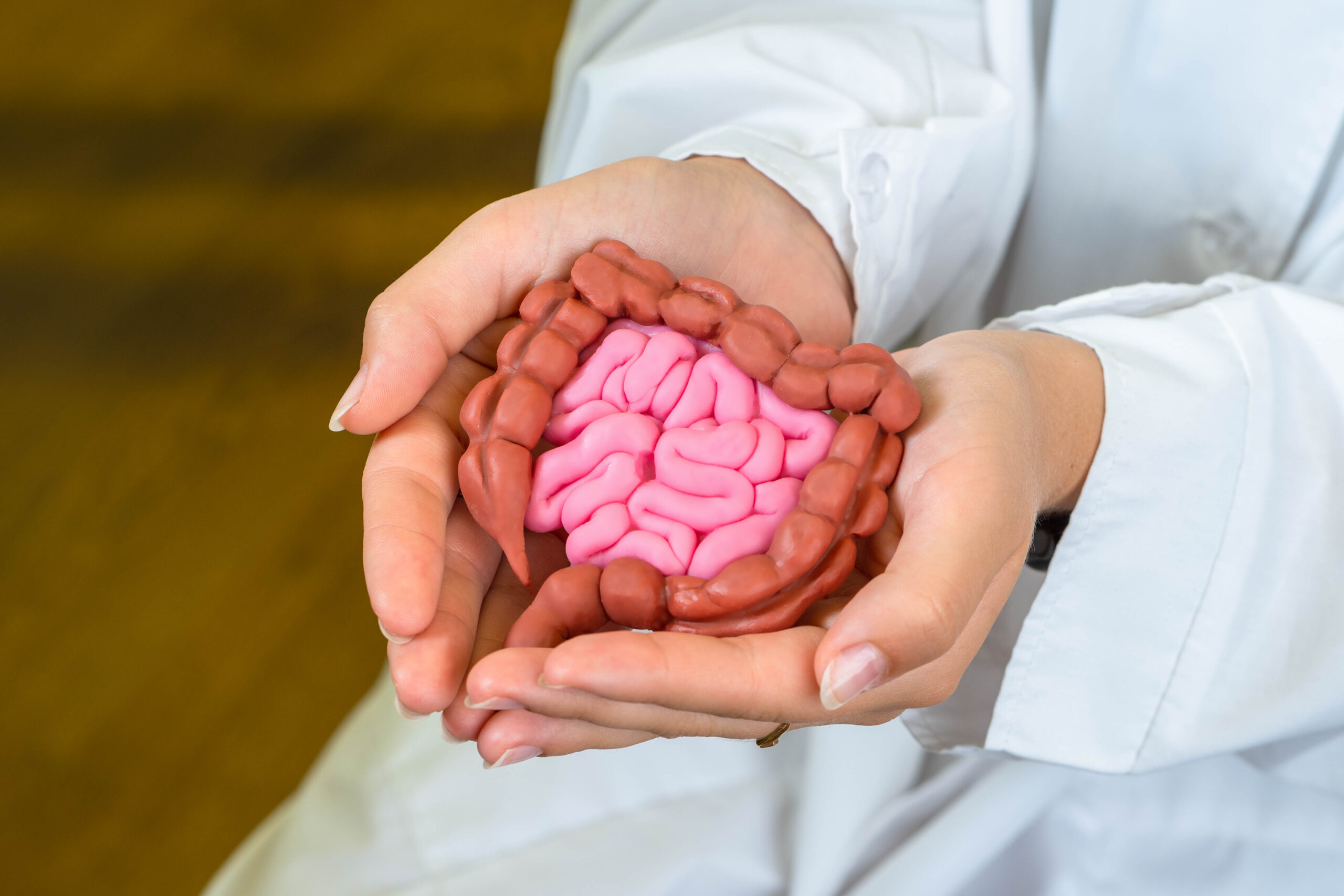 Modello di intestino tra le mani